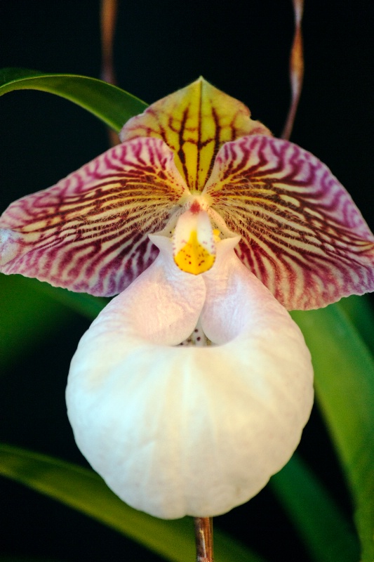 Paphiopedlums Micranthum Orchid