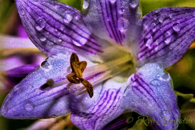 Hybrid Hosta Flower