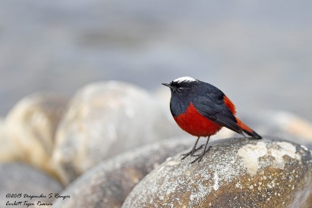 White-capped Redstart-2