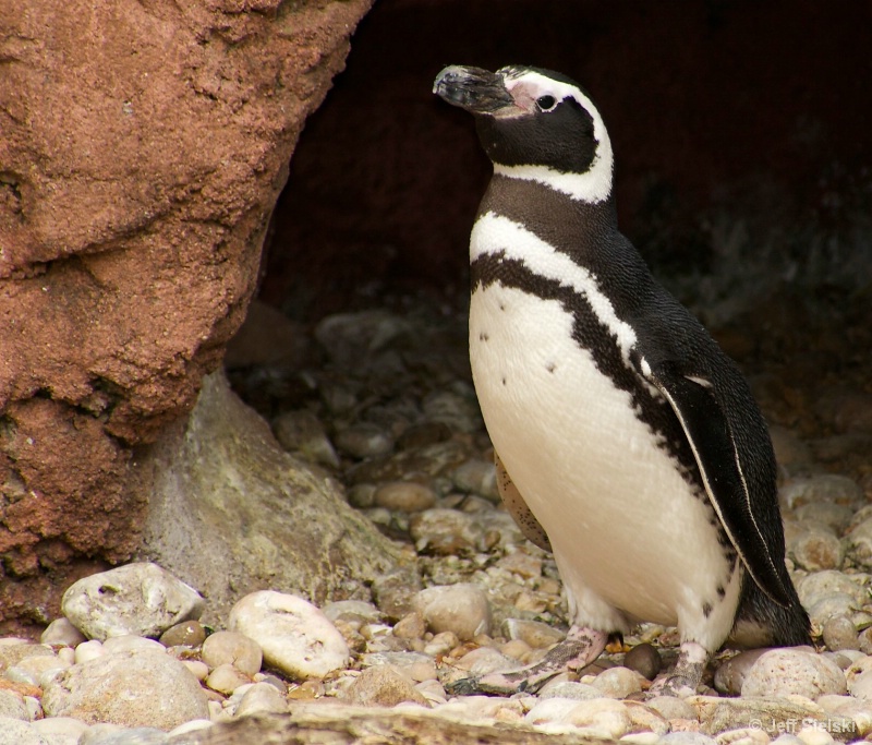 "Tennessee Tuxedo" Magellanic Penguin 