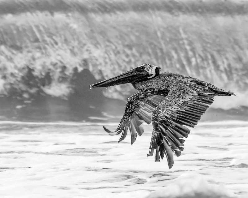 Black and White Brown Pelican in Wash