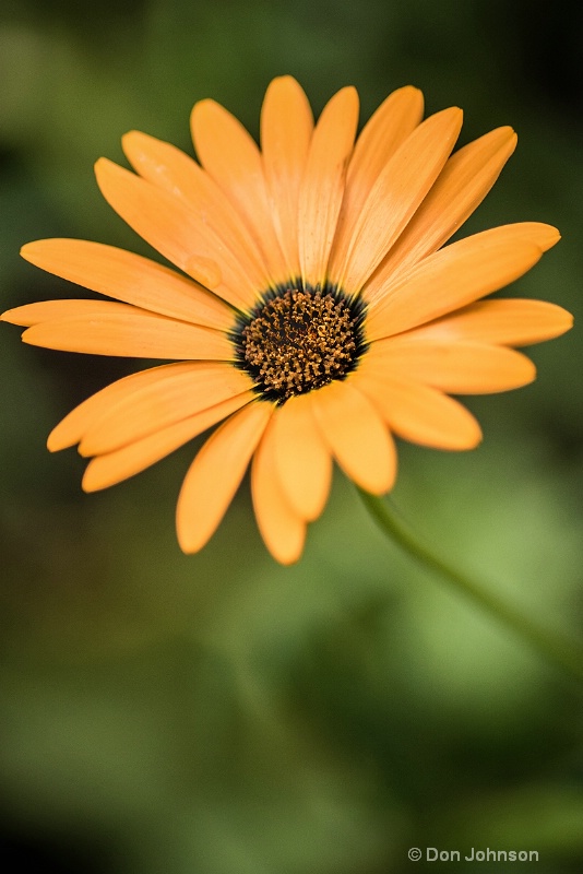 Orange Flower 052