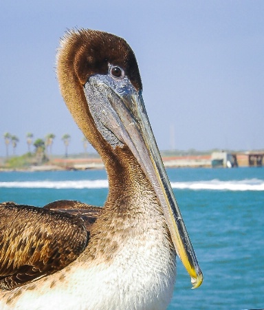 Sociable Brown Pelican