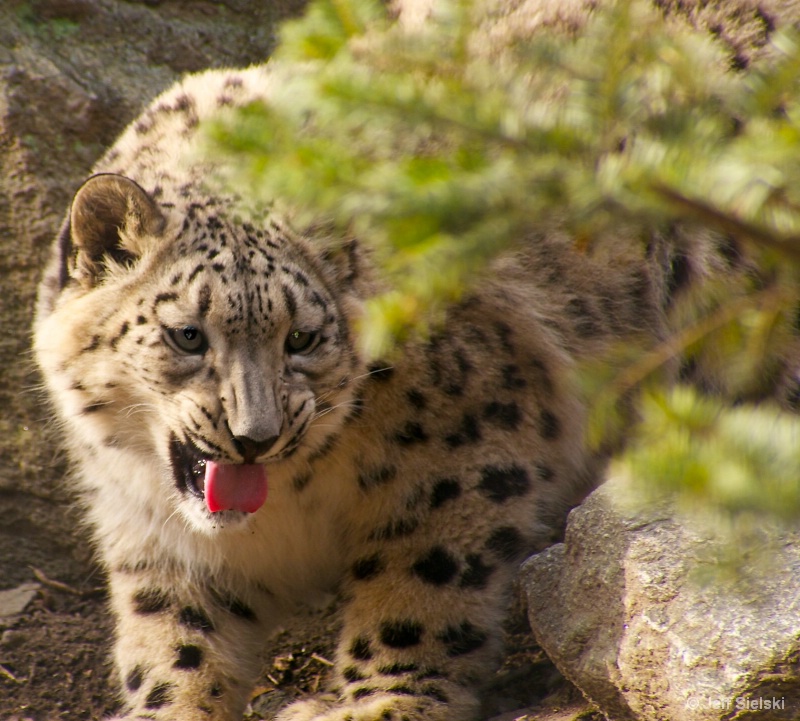 Where's My Food!!  Young Snow Leopard