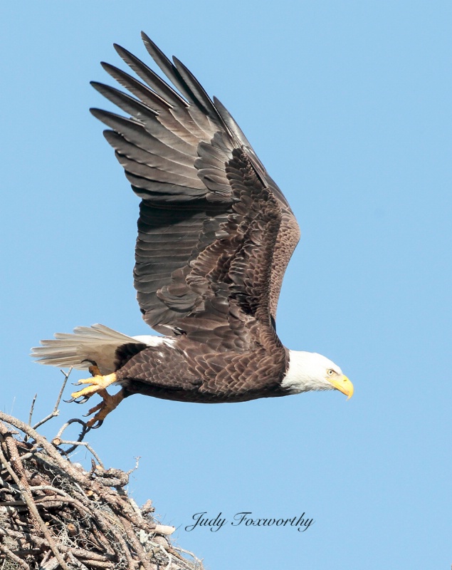 Bald Eagle Leaving The Nest