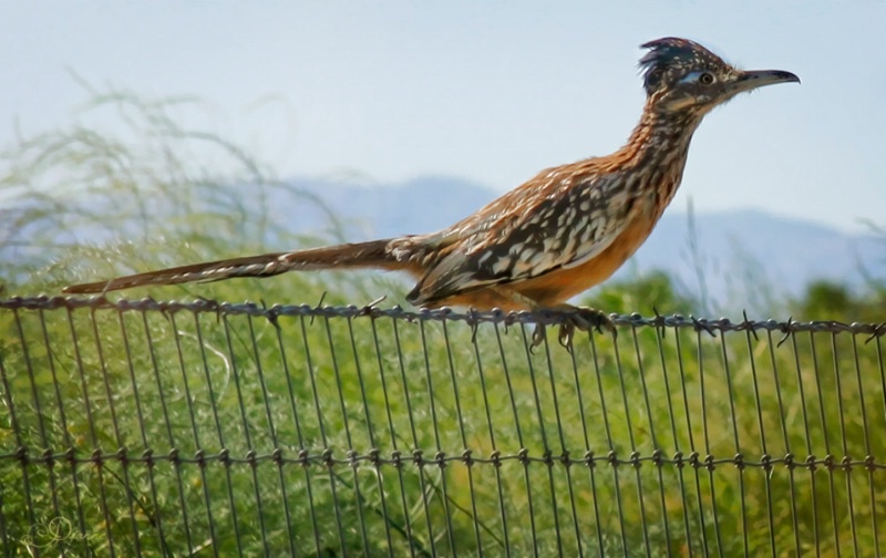 Roadrunner