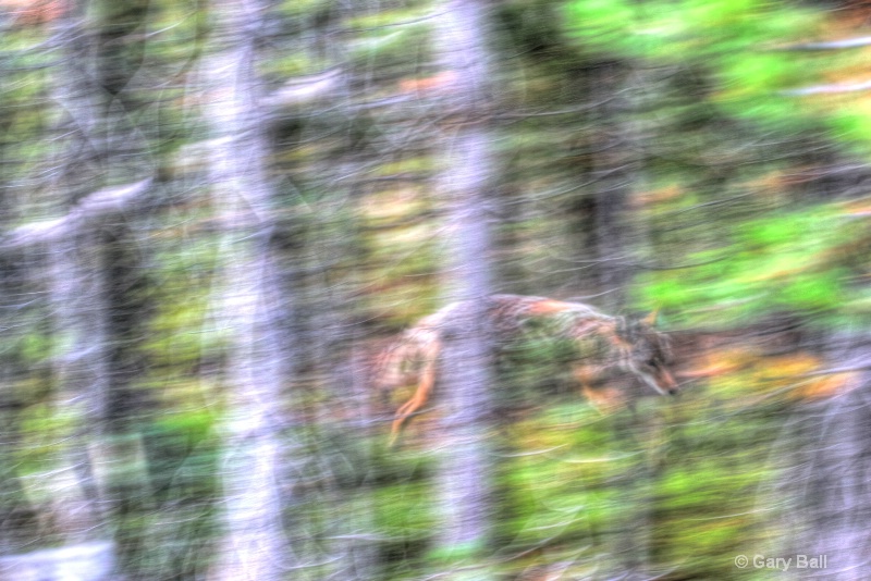Coyote in the Woods