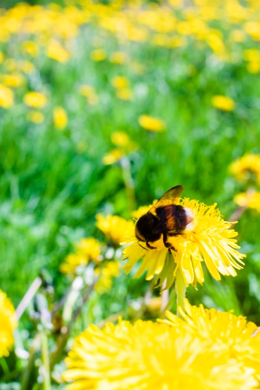 Bumble Bee On A Dandelion