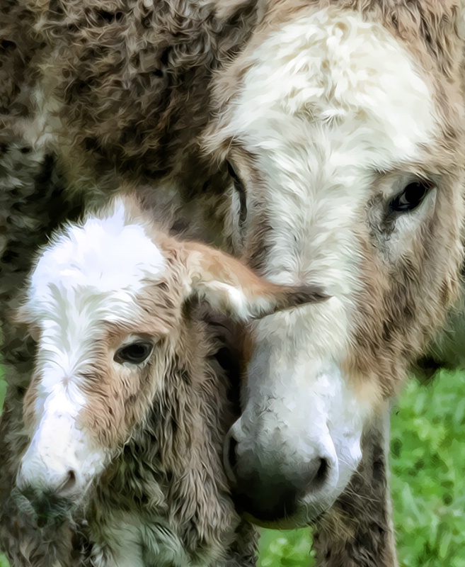 Donkey mom and baby