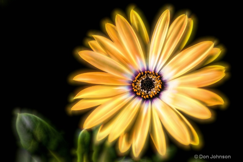 Artistic Mont Co Flower 032 - ID: 14824683 © Don Johnson
