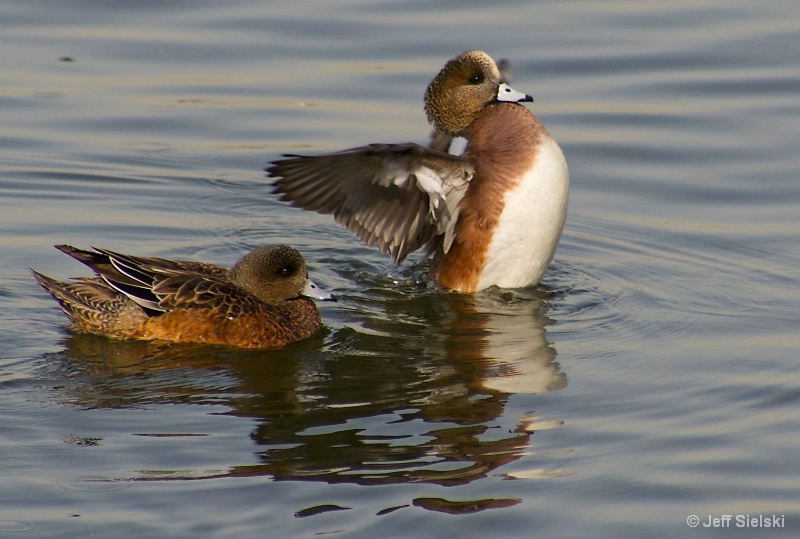 Watch Your Wing!!  2 American Wigeon's
