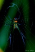 "Spiderman...