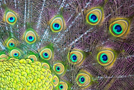 Colors of a Peacock