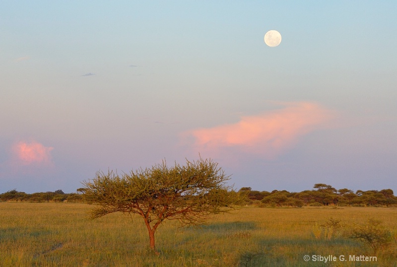 Botswana - ID: 14825101 © Sibylle G. Mattern