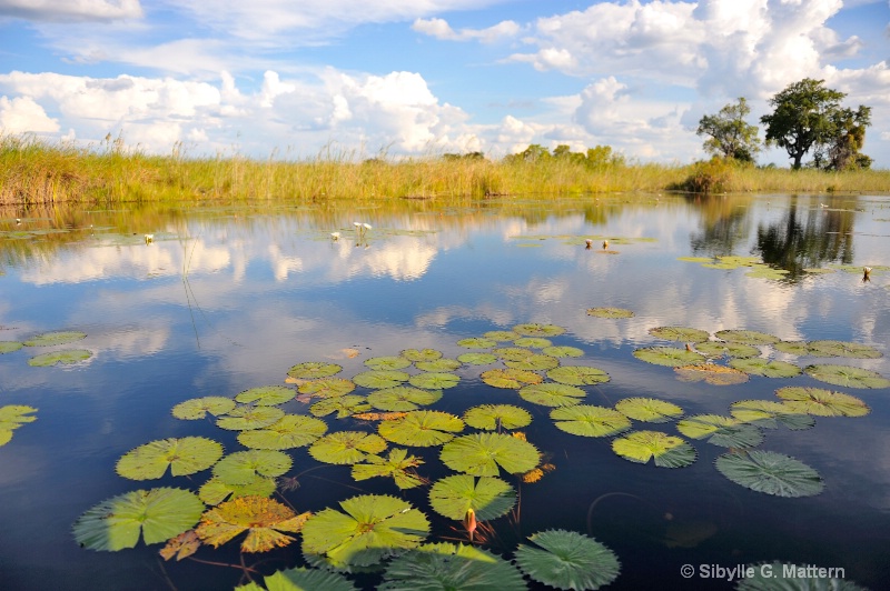 Okavango Delta, Botswana - ID: 14825111 © Sibylle G. Mattern
