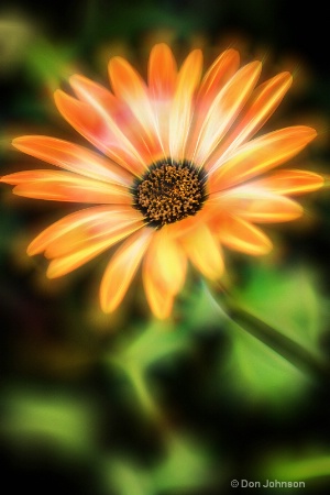 Artistic Orange Flower 052