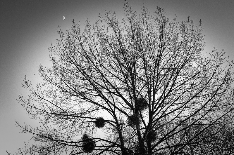 Nests and the Moon