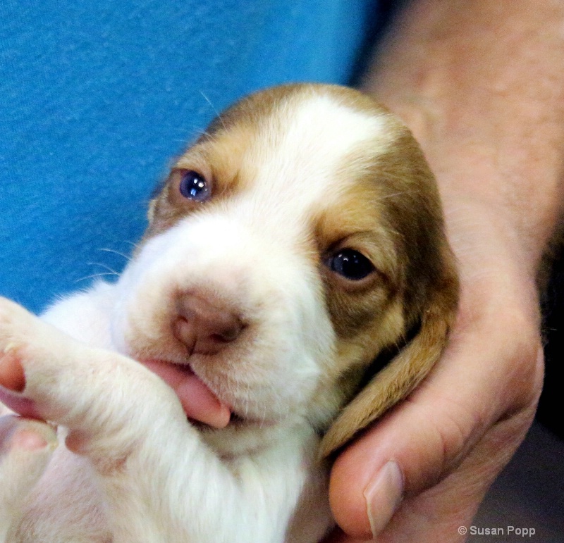 Upside down puppy