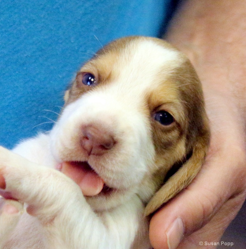 Puppy Eyes