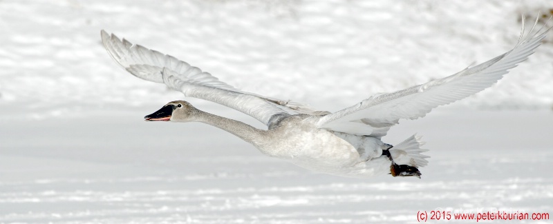 Trumpeter Swan, Juvenile, in flight 
