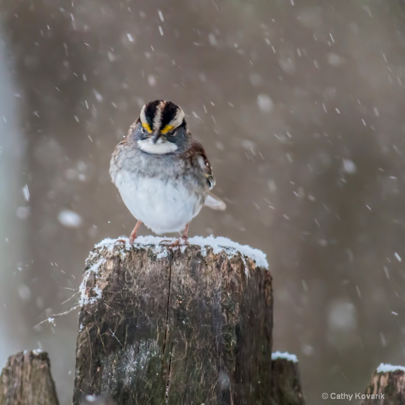 White Throated Sparrow 