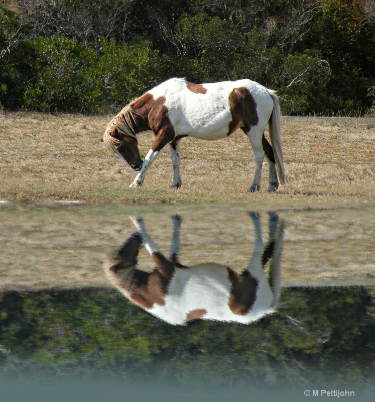 Reflections of "Misty of  Chincoteague" 