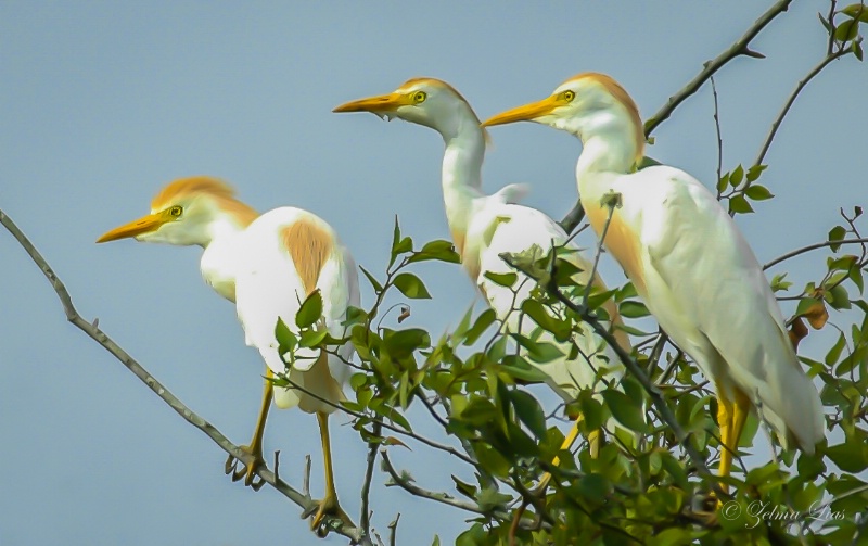 Three Watchful Egrets