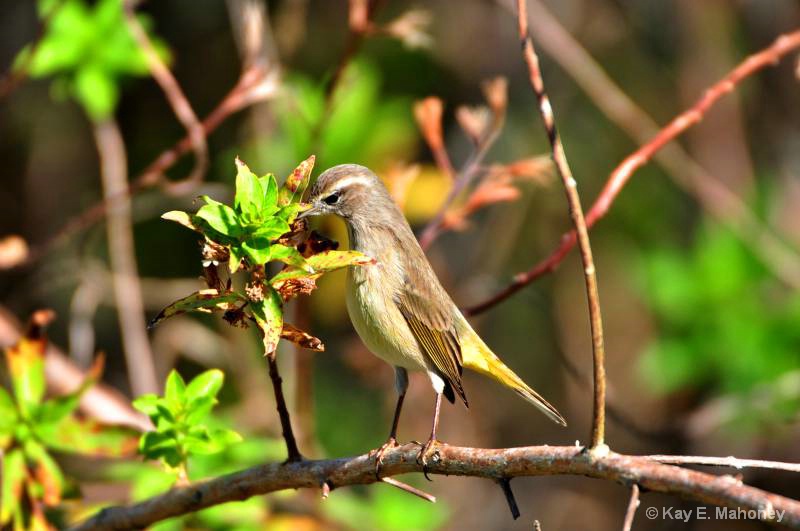 Little Warbler