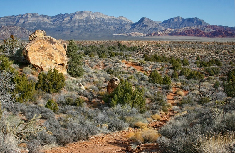 Desert Trail