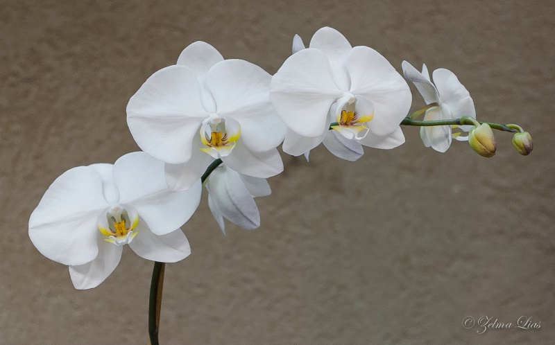Dainty White Orchid