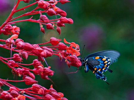 Flash of Flying Color