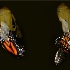 2Birth of a Monarch - ID: 14825922 © Carol Eade