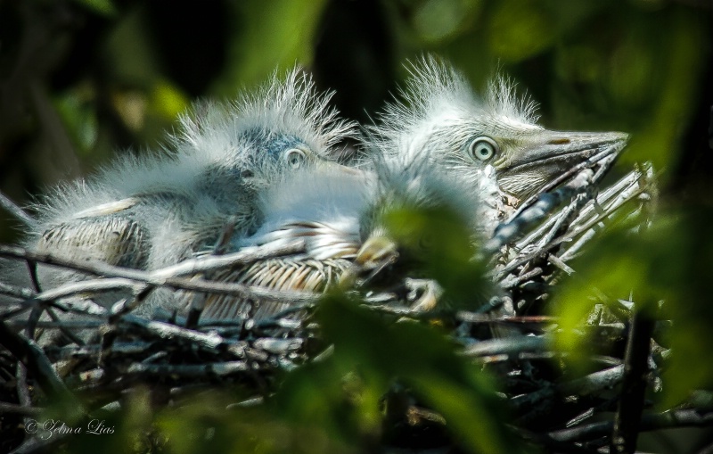 Fledglings in the Nest