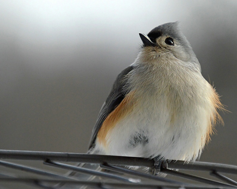 Tufted Titmouse