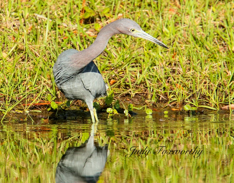 Little Blue Heron Searching For Food
