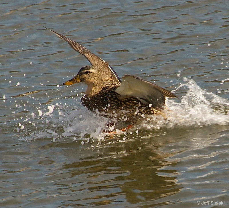Water Landing!!  Mallard Duck Landing 