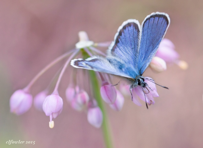 Common Blue Butterfly