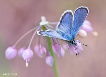 Common Blue Butterfly