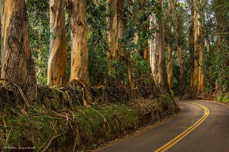 Eucalyptus Grove