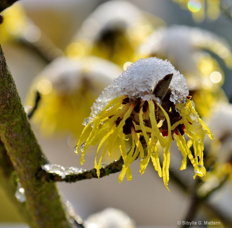 February: Hamamelis pallida flower under snow - ID: 14826370 © Sibylle G. Mattern