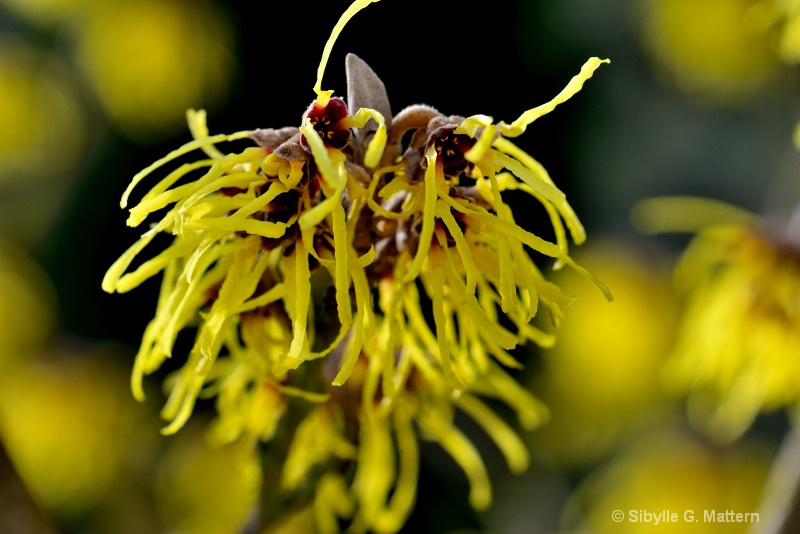 Hamamelis x intermedia pallida flowering - ID: 14826378 © Sibylle G. Mattern