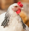 Pretty Chick