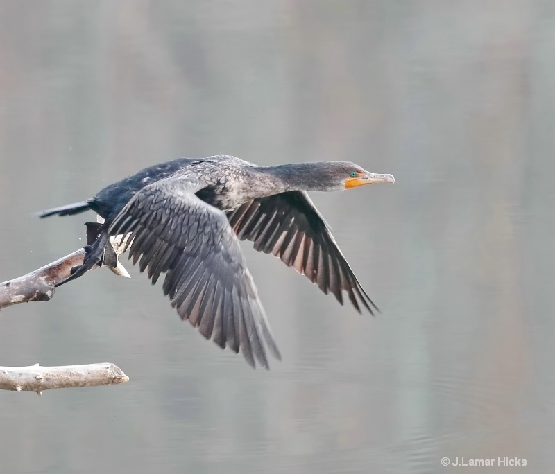 Cormorant-Leap-Flight