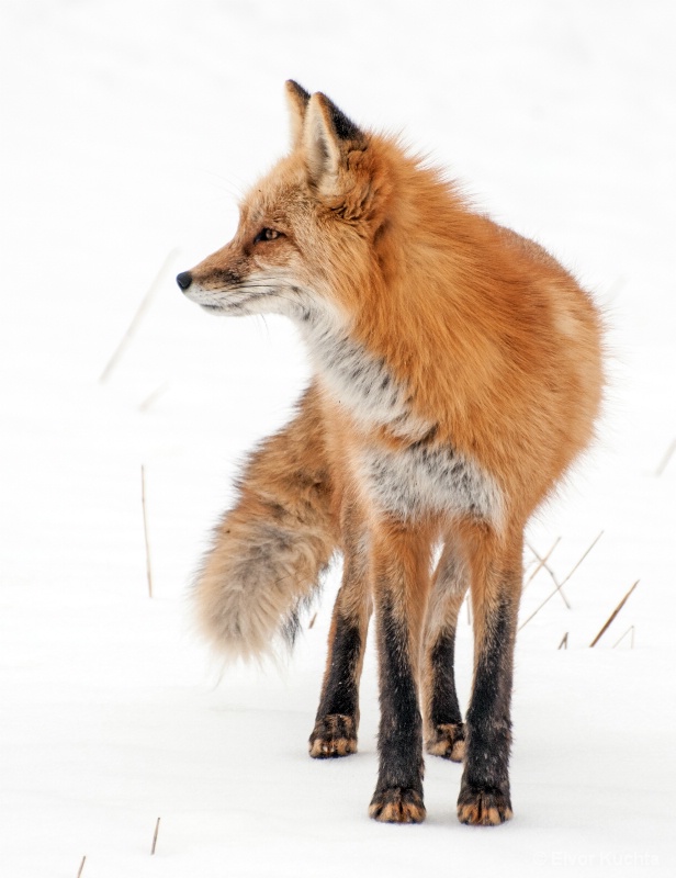Fox in profile