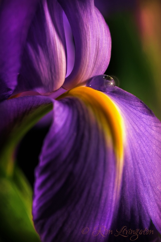 Iris Drop 