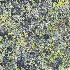 2 8005978 - Mount Washington Lichen - ID: 14829186 © Joseph D. Hancock