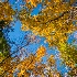 2 8005400 - Colorful Canopy - ID: 14829188 © Joseph D. Hancock