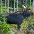 2 d3s3718 - Bull Moose - ID: 14829190 © Joseph D. Hancock