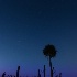 2 8008116 - Twilight Palm - ID: 14829204 © Joseph D. Hancock
