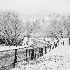 2 8009363 - Hyatt Lane in Winter No.2 (B&W) - ID: 14829221 © Joseph D. Hancock